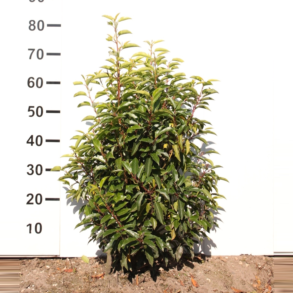 Prunus lusitanica 'Angustifolia'.