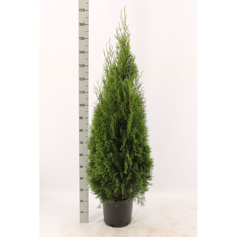 Thuja occidentalis 'Smaragd'.