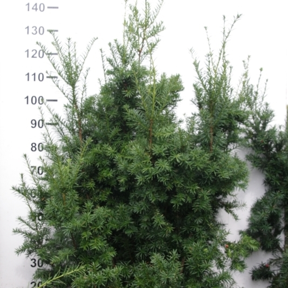 Taxus media 'Hicksii'.