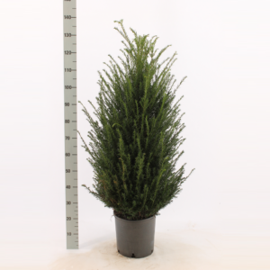 Taxus baccata.