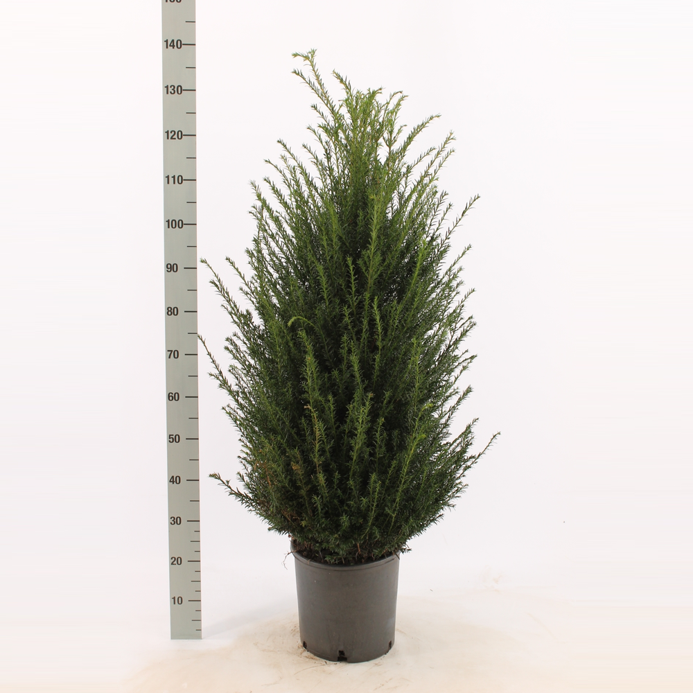 Taxus baccata.