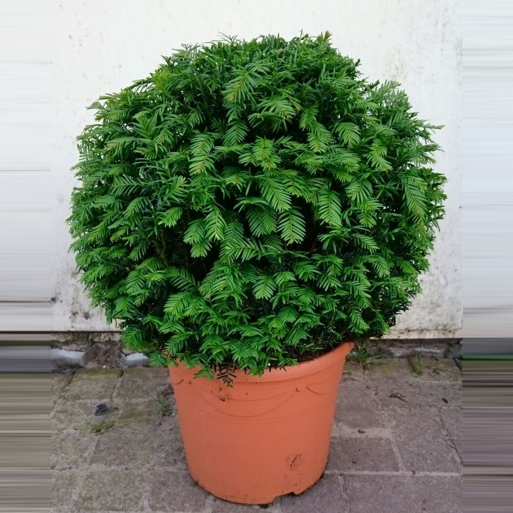 Taxus baccata bol.