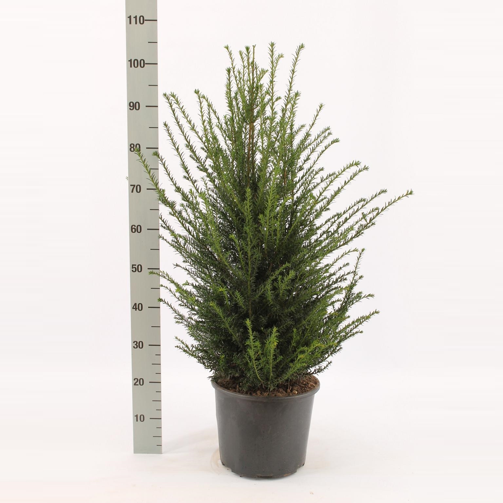 Taxus baccata.