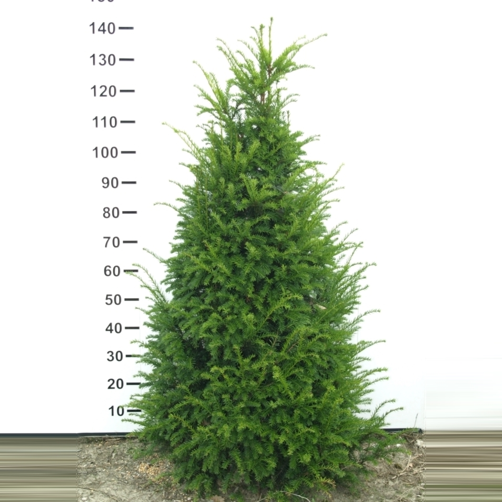 Taxus baccata.