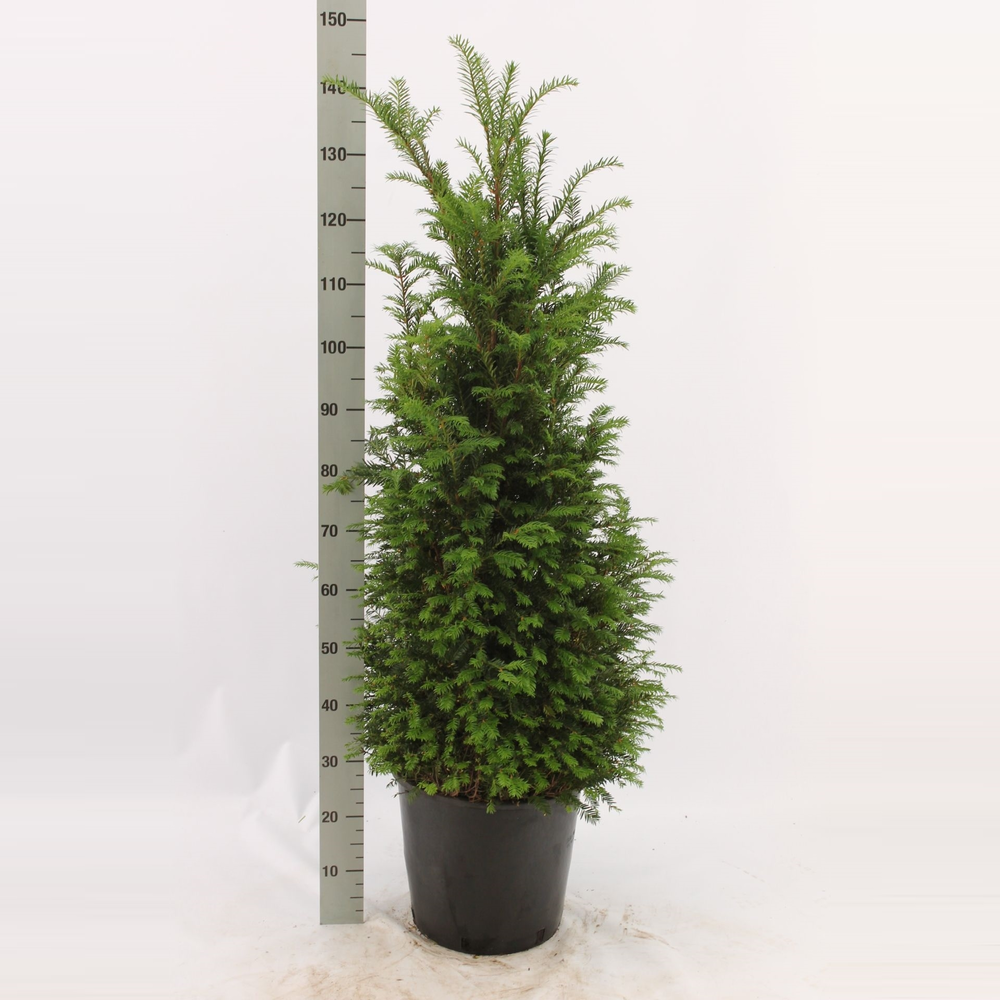 Taxus baccata.