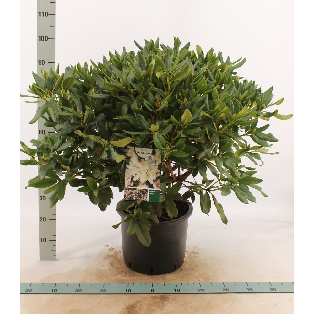 Rhododendron 'Cunningham's White'.