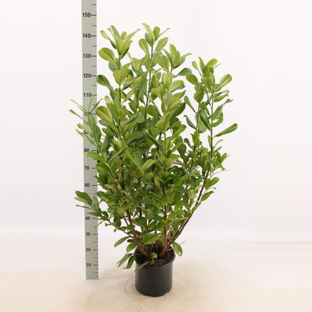 Prunus laurocerasus 'Rotundifolia'.