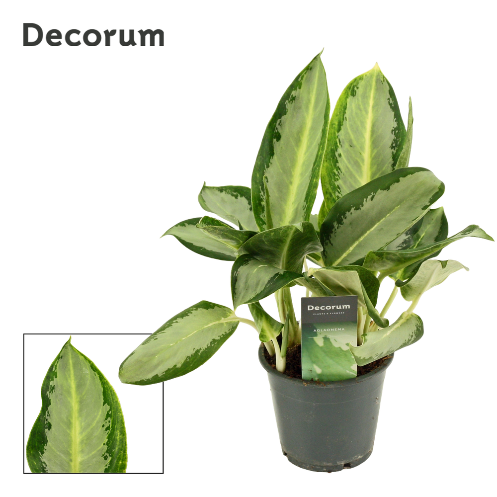 Aglaonema Osaka 12 cm (Decorum).