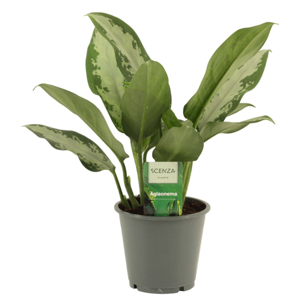 Aglaonema Osaka 12 cm.