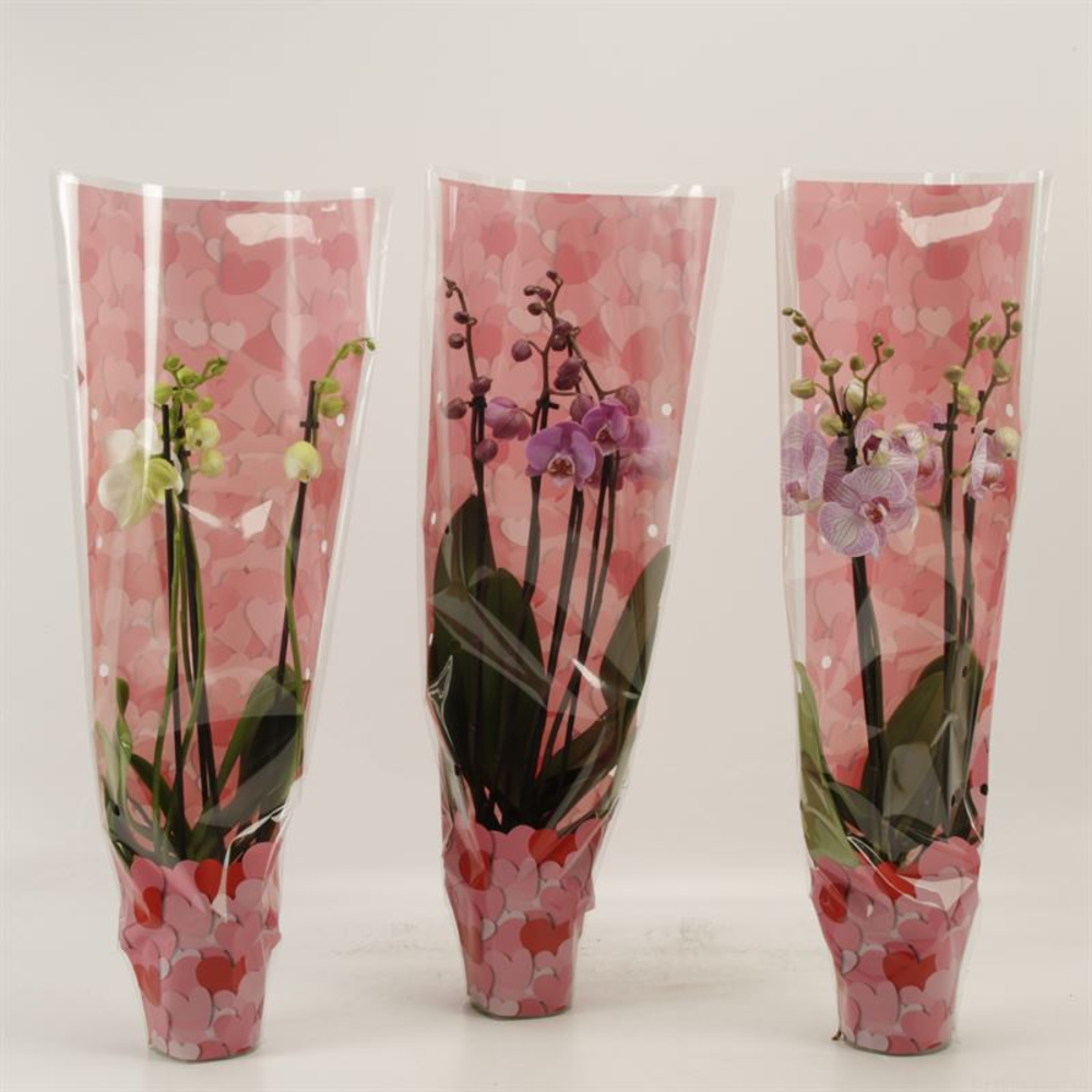 Phalaenopsis gemengd 4 tak gemengd in Valentijn ho.