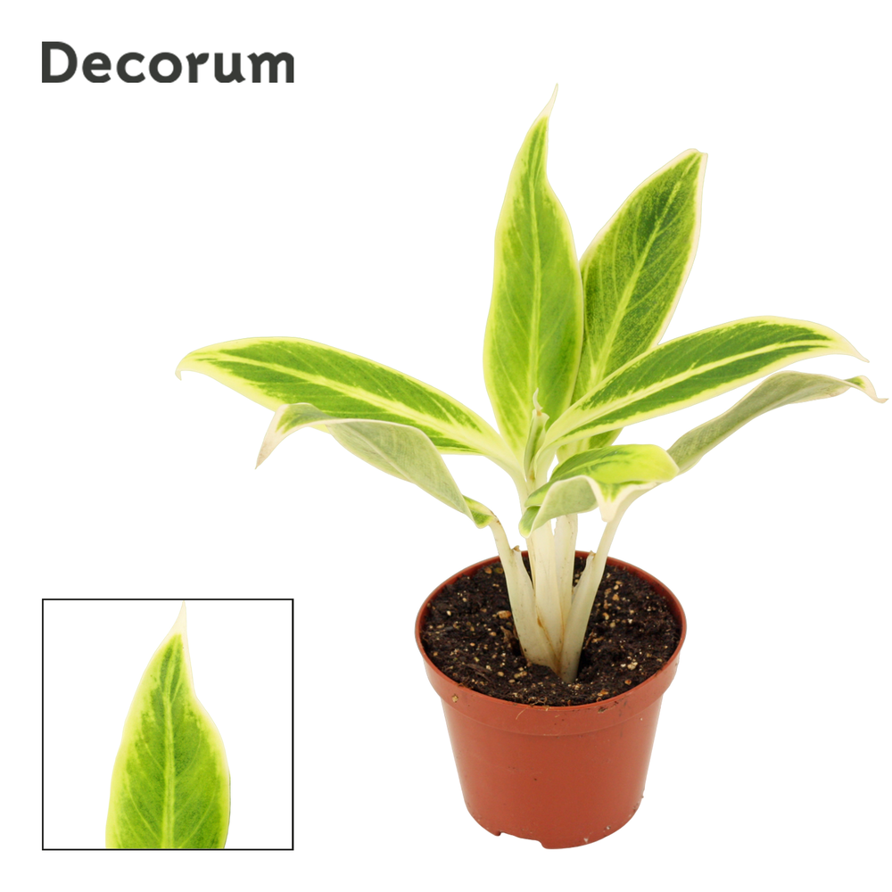 Aglaonema Lipstick green 9 cm (Decorum).