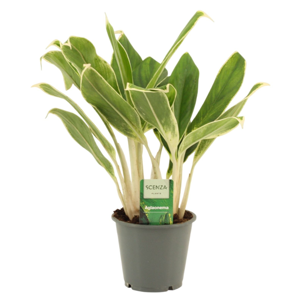 Aglaonema White lime 12 cm.