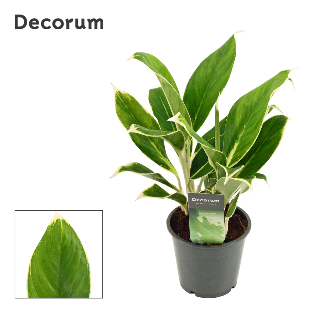 Aglaonema White lime 12 cm (Decorum).