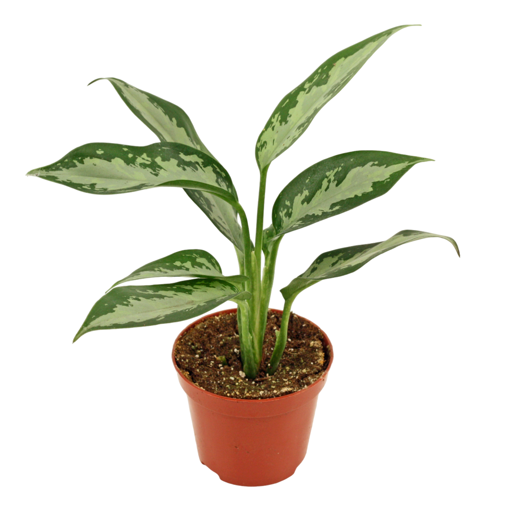 Aglaonema Jubilee compacta 9 cm.