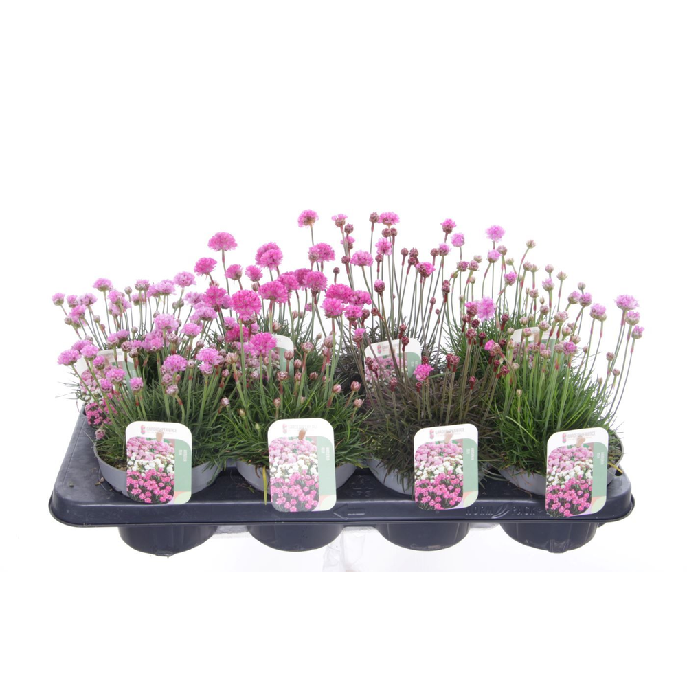 Armeria maritima mix laat.