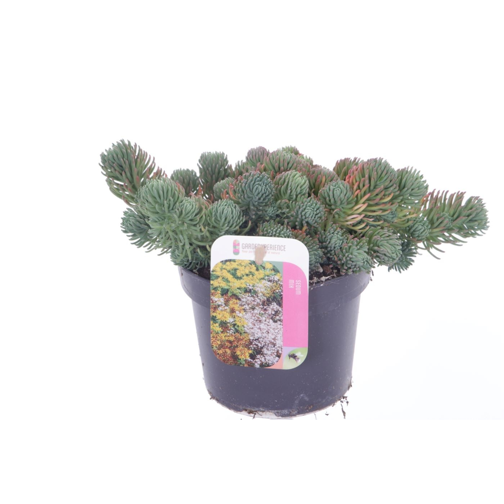 Sedum forsterianum Oracle.