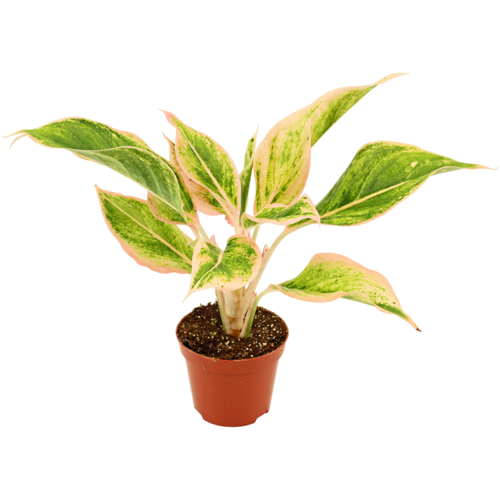 Aglaonema Lipstick pink 9 cm.