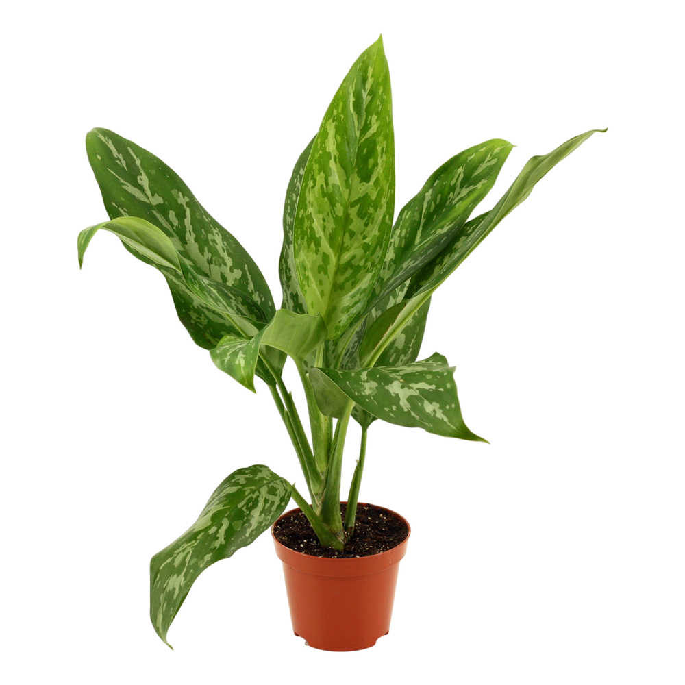 Aglaonema Green lady 9 cm.