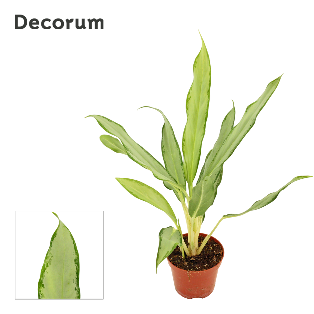 Aglaonema White lance 9 cm (Decorum).