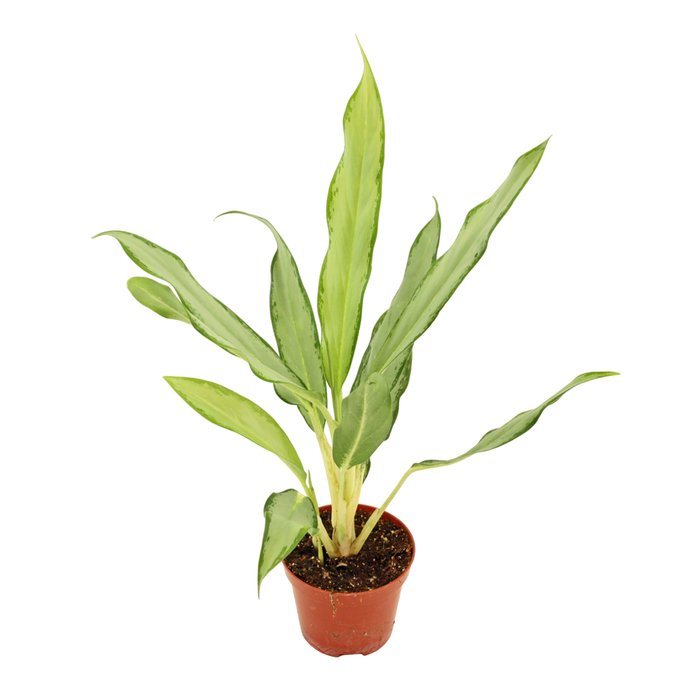 Aglaonema White lance 9 cm.