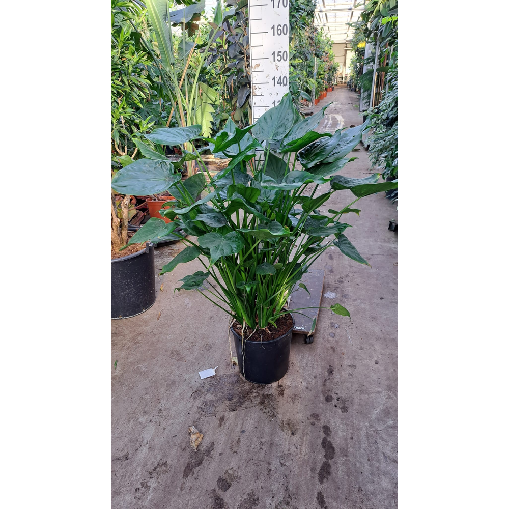 Alocasia Cucullata XXL.