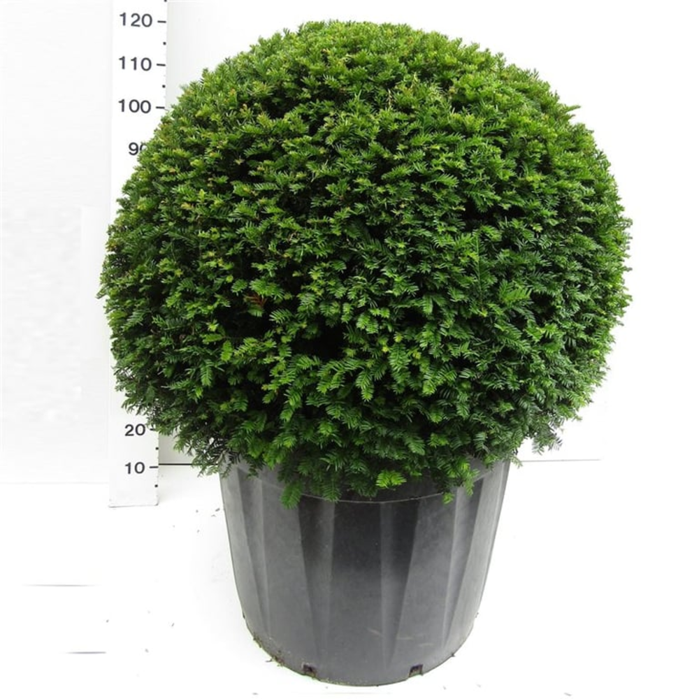 Taxus baccata Ø 100/110 potkweek.