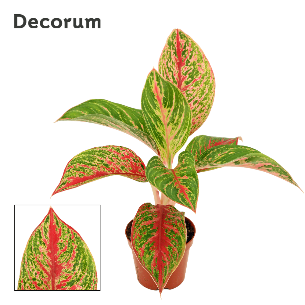 Aglaonema Pincut 9 cm (Decorum).