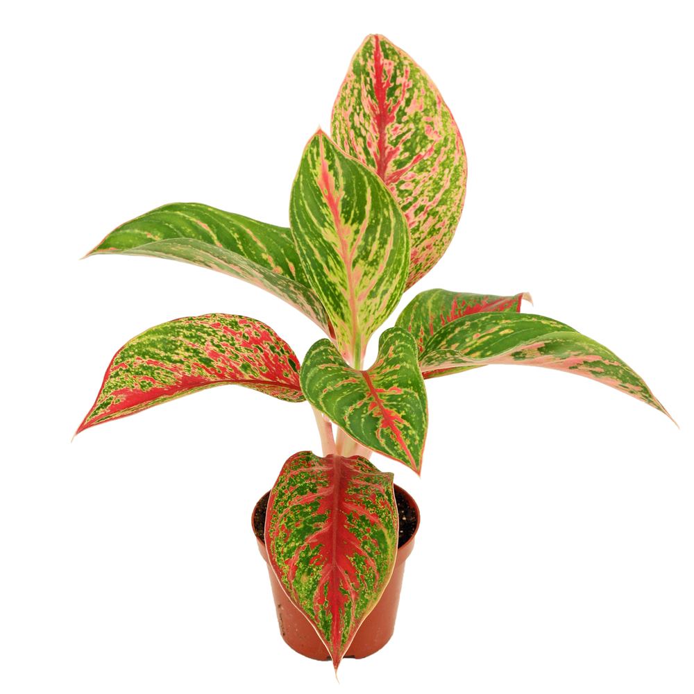 Aglaonema Pincut 9 cm.