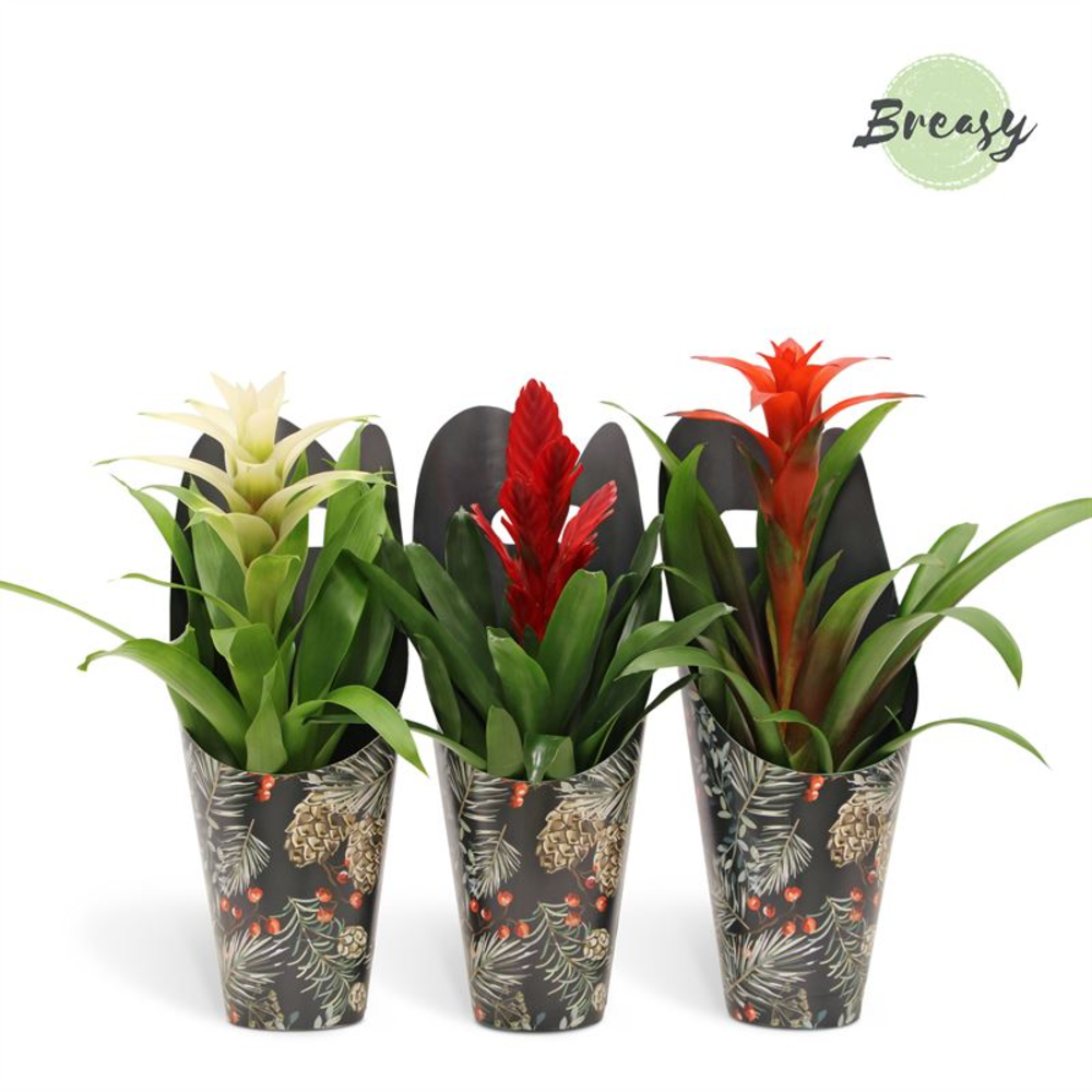Bromelia Xmas Gift.