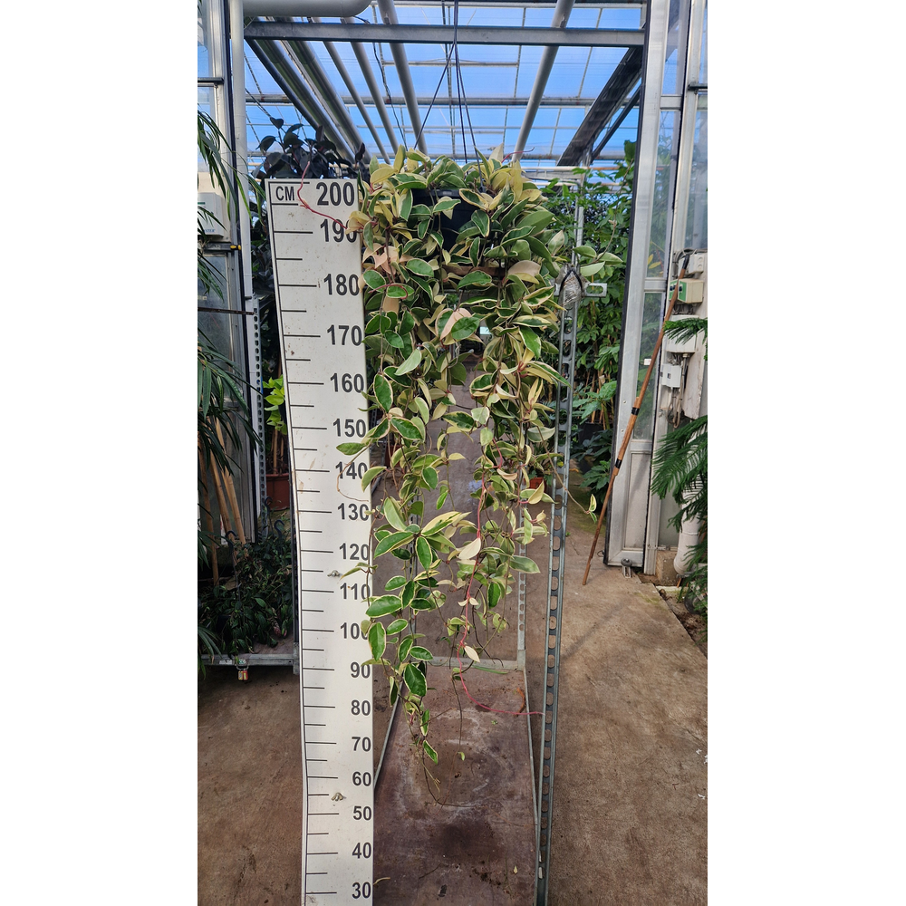 Hoya Krimson Queen hangplant XXL.