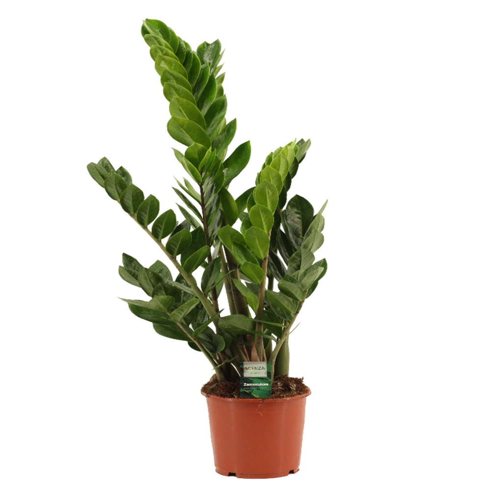 Zamioculcas 17 cm 4+ veren.