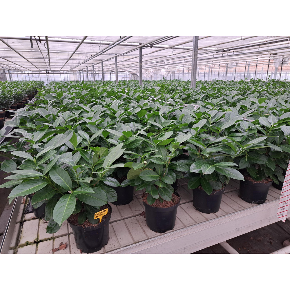 Prunus laurocerasus 'Rotundifolia'.