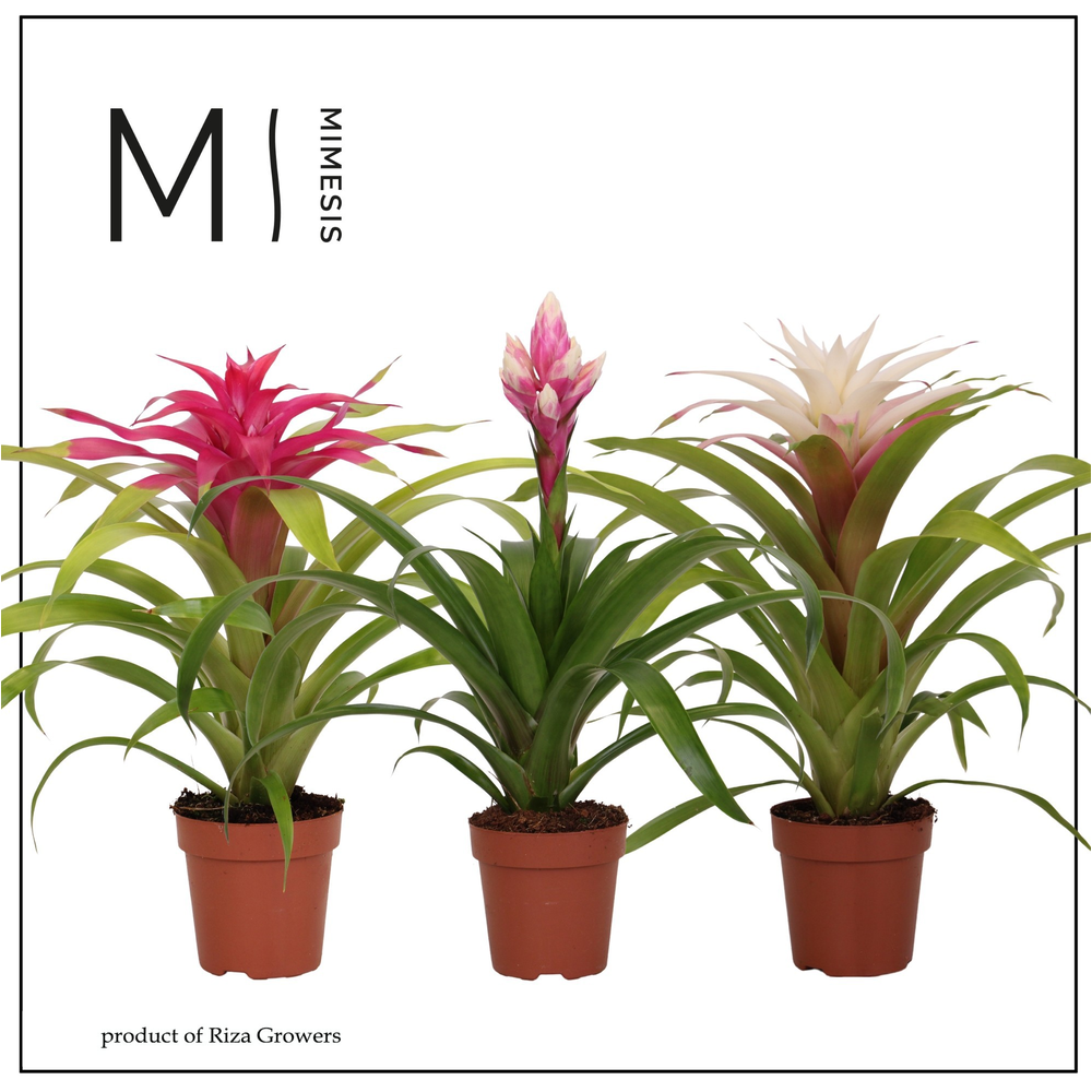 Bromelia Royal Charming.