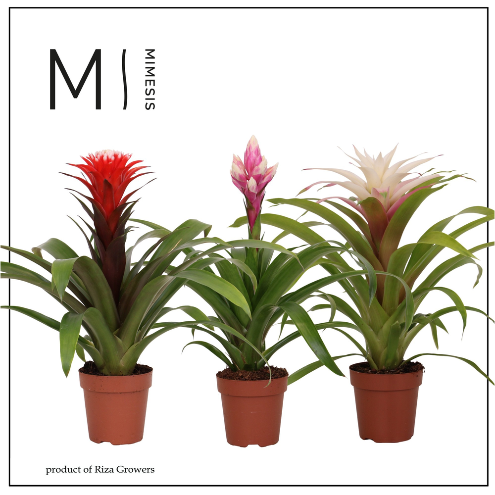 Mimesis Bromelia Royal Happy -12 cm.