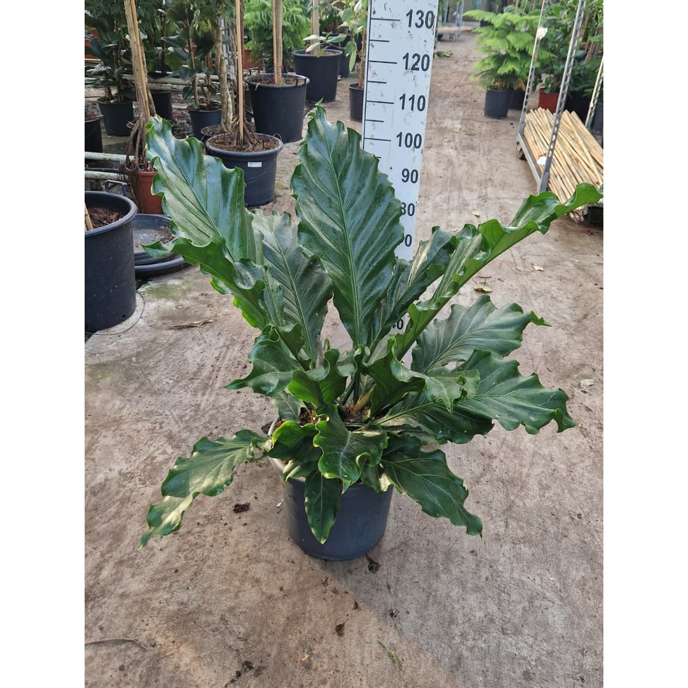 Anthurium crassinervium Karma Birdnest.