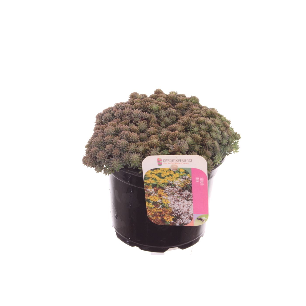 Sedum nevii Silver Frost.