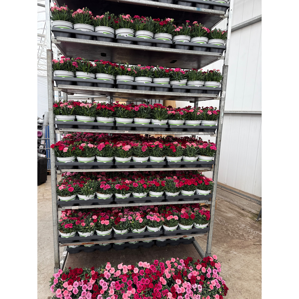 Dianthus Oscar Trixi P15.