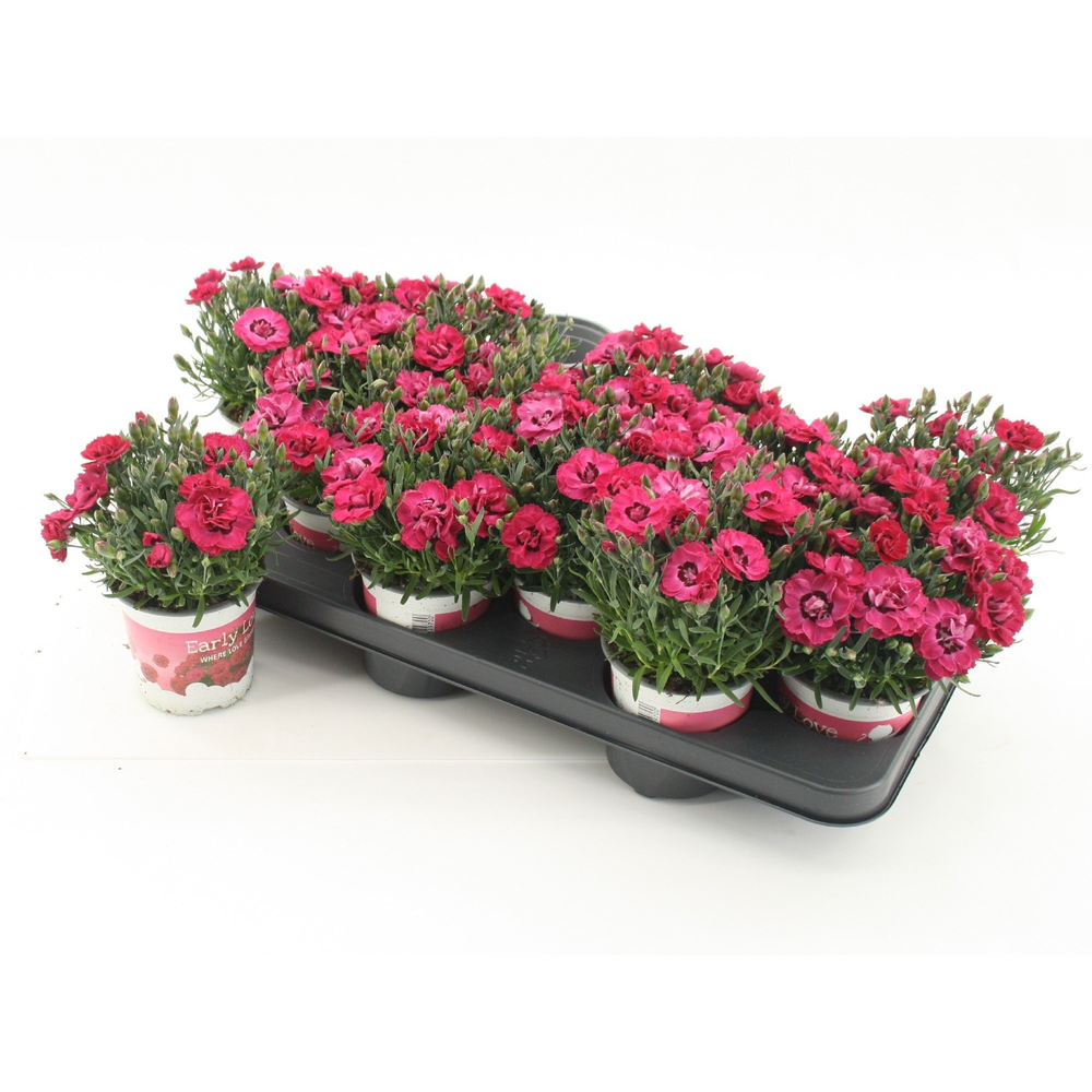 Dianthus Early Love.