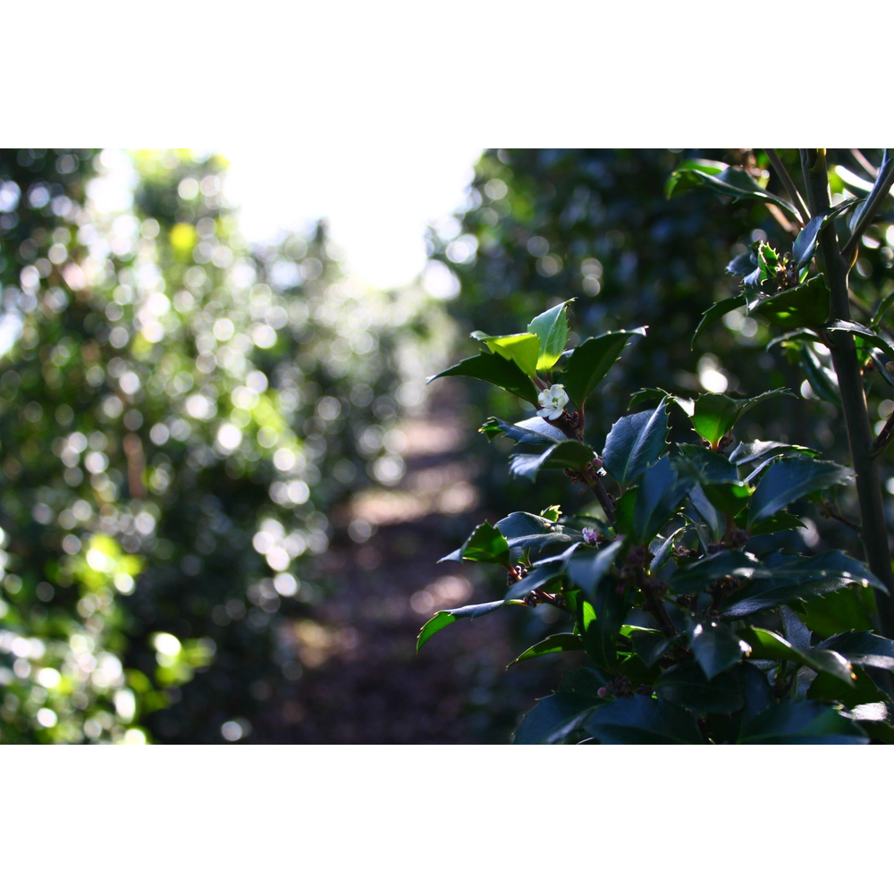 Ilex meserveae ‘Heckenstar’.