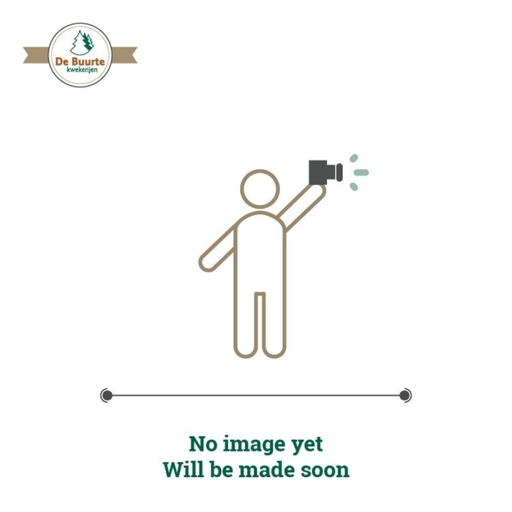 Ilex meserveae 'Blue Maid'.