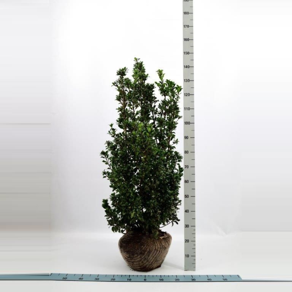 Ilex meserveae ‘Heckenstar’.