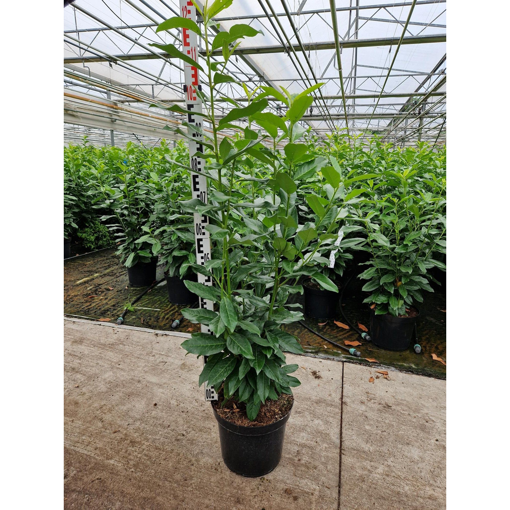 Prunus laurocerasus 'Genolia'®.