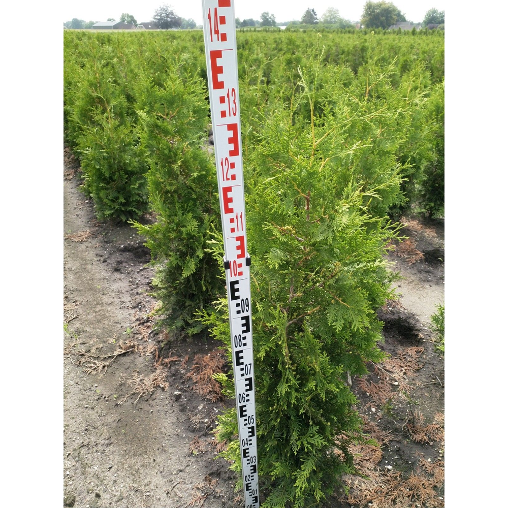 Thuja occidentalis 'Brabant'.