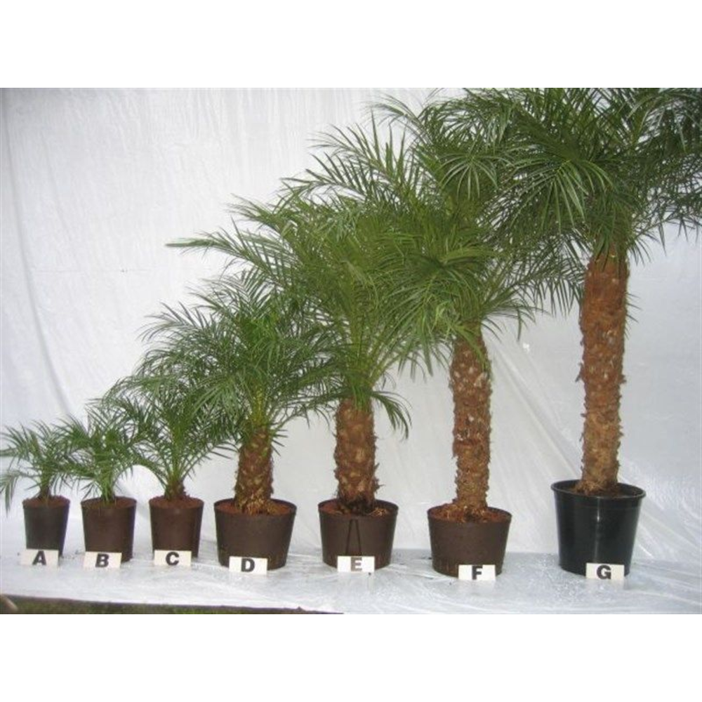 phoenix roebelenii hydro.