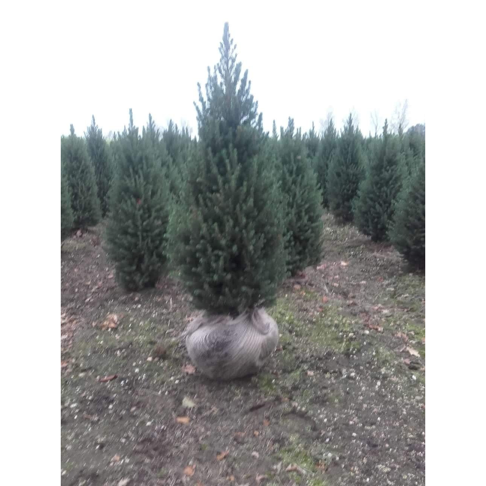 Picea glauca 'Conica'.