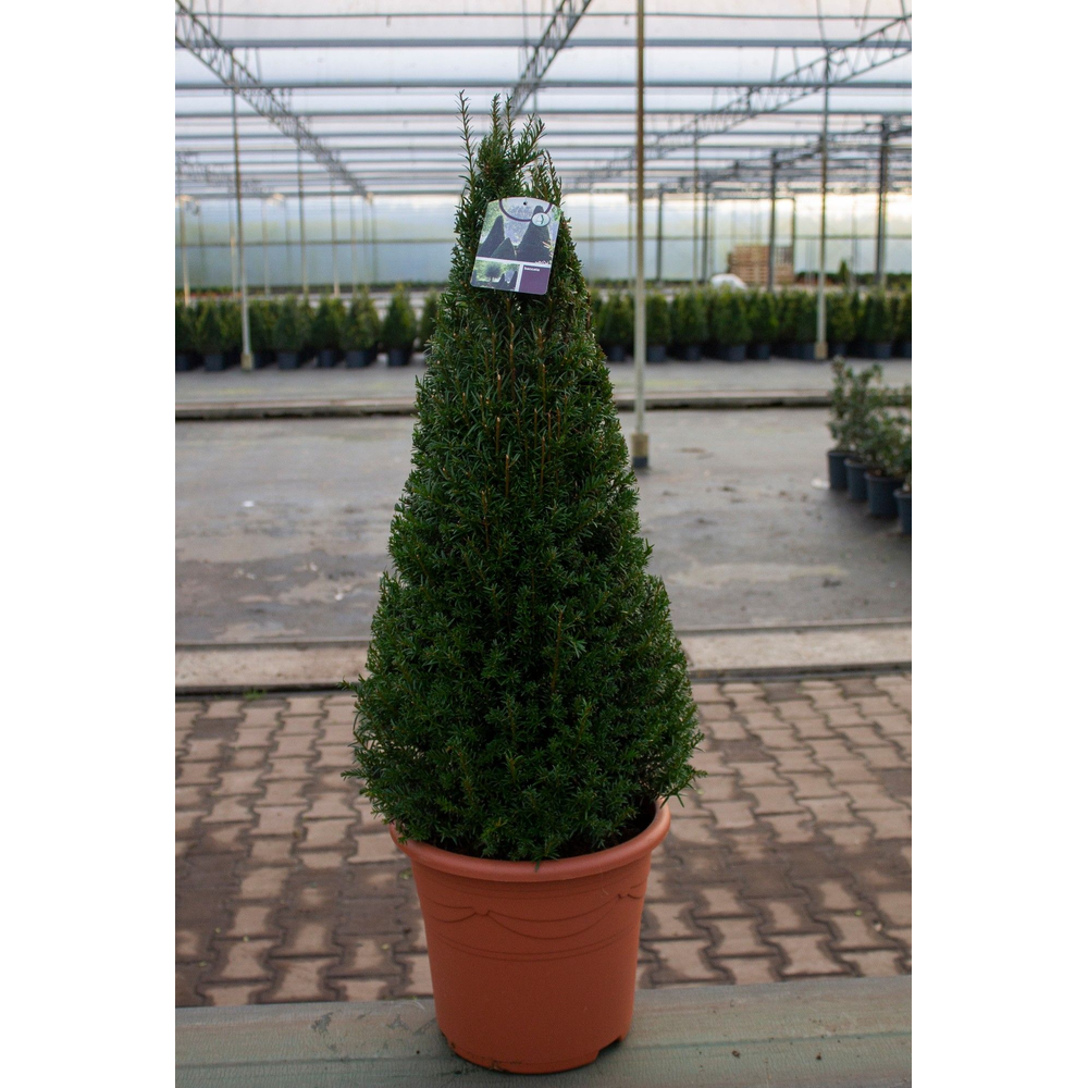 Taxus baccata piramide.