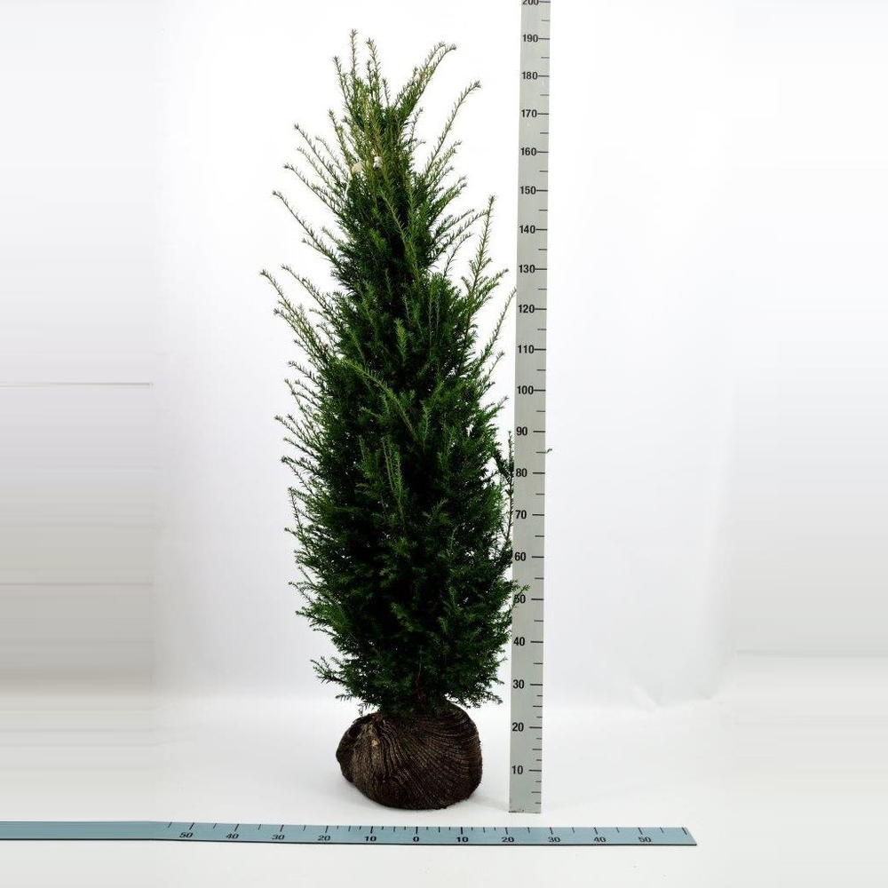 Taxus baccata.