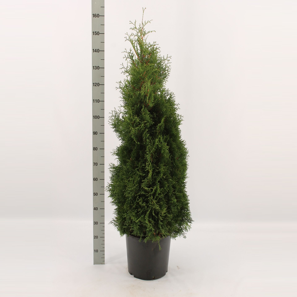 Thuja occidentalis 'Holmstrup'.