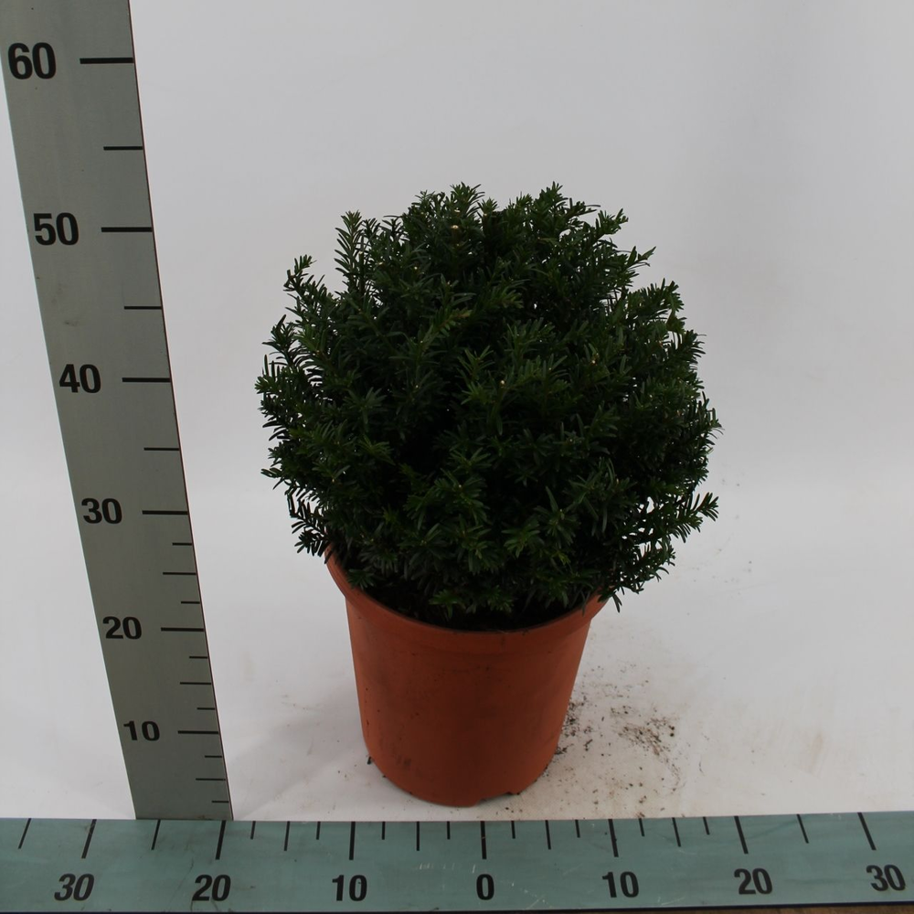Taxus baccata bol.