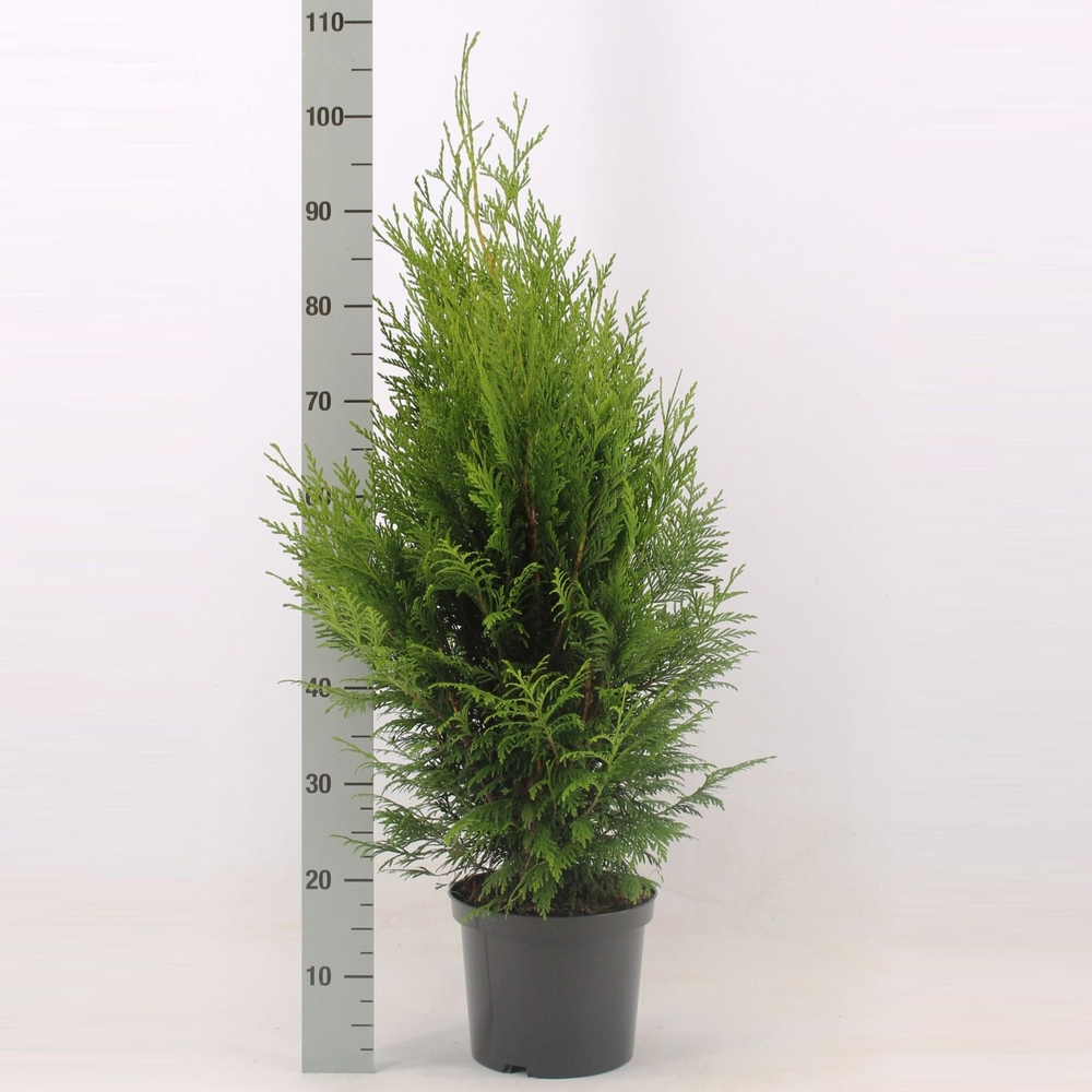 Thuja plicata 'Martin'.